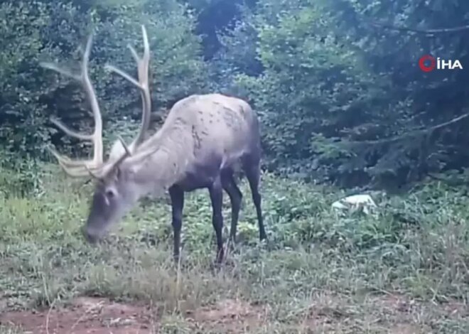 Samanlı Dağları’na Salınan Kızıl Geyikler Fotokapanlarda Görüntülendi